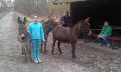 Im Wald 2