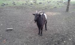 Timmy